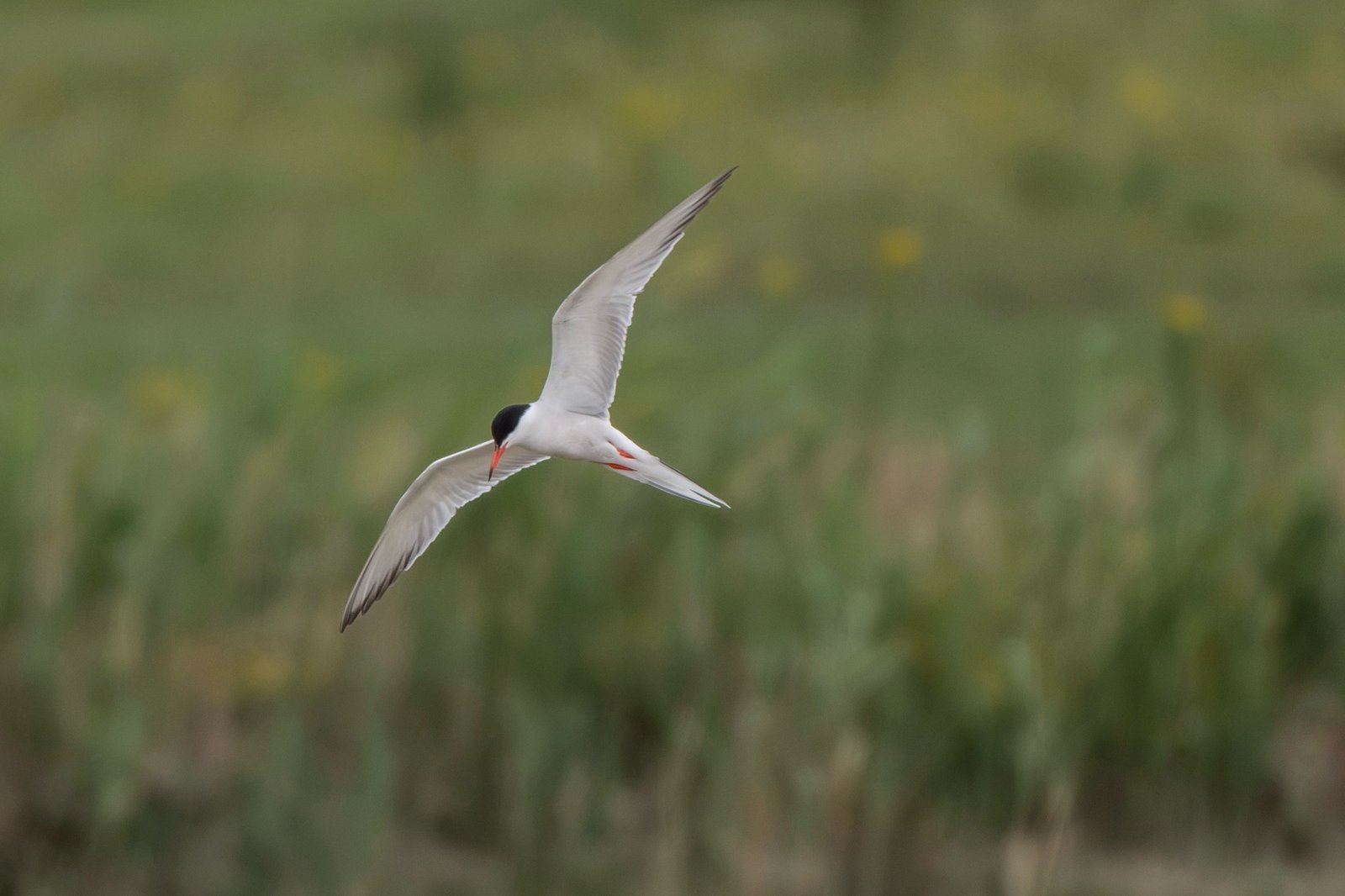 Birds in the waterdunes (Zeeland)